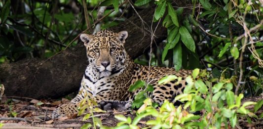 morte-de-juma-alerta-para-extincao-das-oncas-pintadas-2