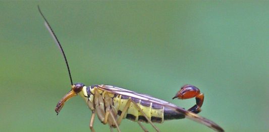 mosca-escorpiao-2