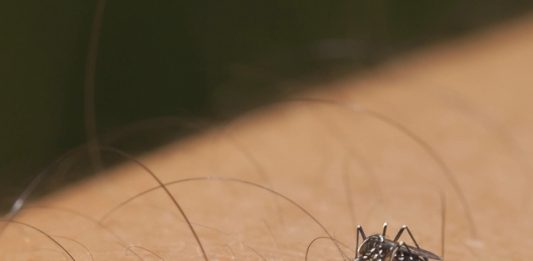 mosquito-aedes-aegypti-2
