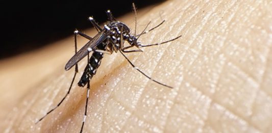 mosquito-dengue-2