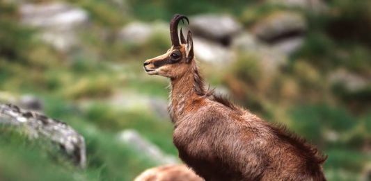 mountain-goat-shrink-italy-01_84938_990x742-2