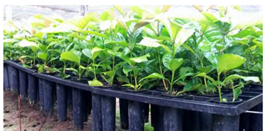 nestle-doa-1-6-milhao-de-capsulas-de-cafe-para-plantio-de-mudas-de-cafe-2