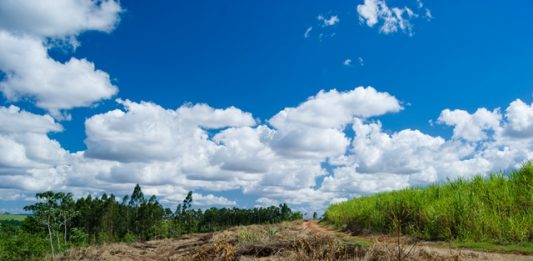 niveis-de-desmatamento-da-mata-atlantica-sobe-em-60-por-cento-2