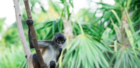 o-que-e-defaunacao-2