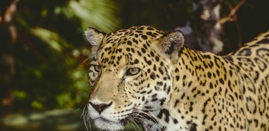 onca-pintada-2