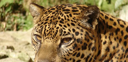 onca-pintada-4