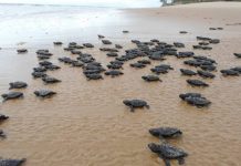 Projeto Tamar resgata ninhos de tartarugas ameaçadas de extinção no ES