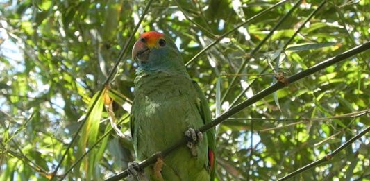 papagaio-chaua-ganha-projeto-de-conservacao-2