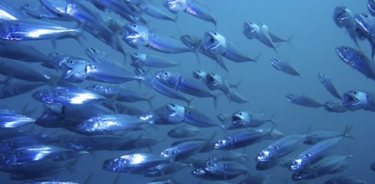 peixes-2