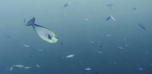 peixes-oceano-2