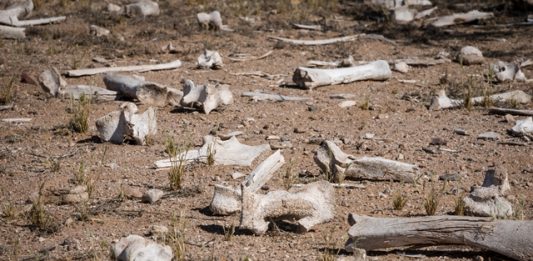 planeta-esta-sofrendo-com-a-sexta-onda-de-extincao-de-especies-em-massa-2