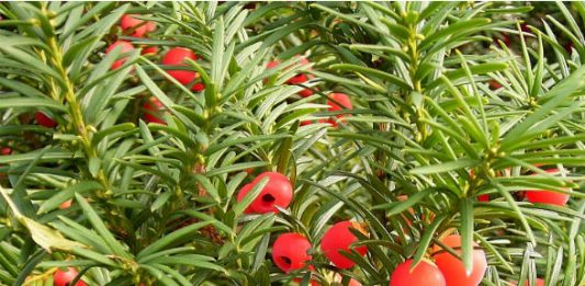 planta-6-2