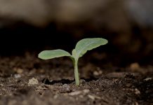 Saiba a diferença entre conservação e preservação ambiental