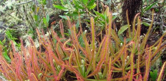 planta-carnivora-2