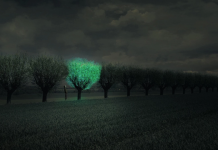 Holanda usa plantas vivas para garantir a iluminação pública