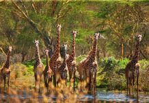 Girafa: porque este animal está ameaçado de extinção