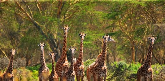 porque-as-girafas-estao-em-extincao-2