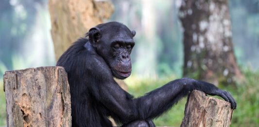 primatas-podem-ser-extintos-em-ate-50-anos-2