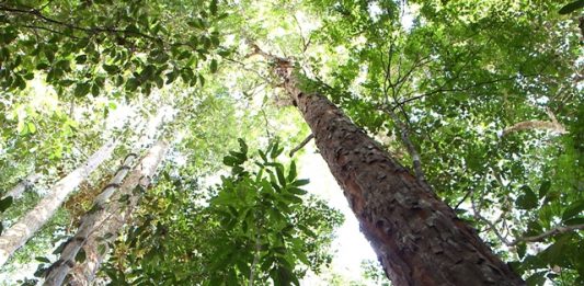 primeira-arvore-do-pau-brasil-continua-crescer-2