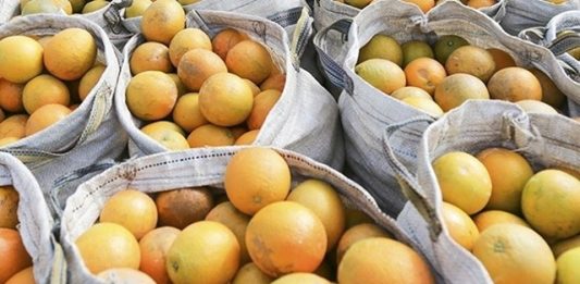 produtora-de-laranjas-realiza-compra-e-entrega-delivery-2