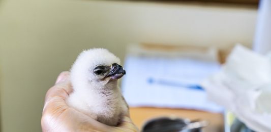 programa-de-itaipu-registra-nascimento-de-segunda-geracao-de-harpias-criadas-em-cativeiros-2