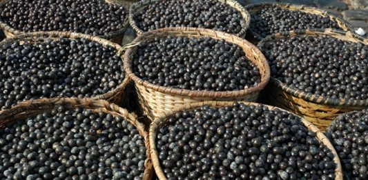 projeto-quer-gerar-energia-atraves-de-caroco-de-acai-2