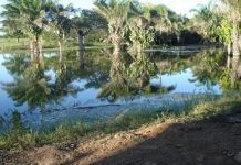 Município do Pantanal inicia projeto para recuperar nascentes