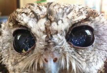 Conheça a coruja cega com “estrelas” nos olhos