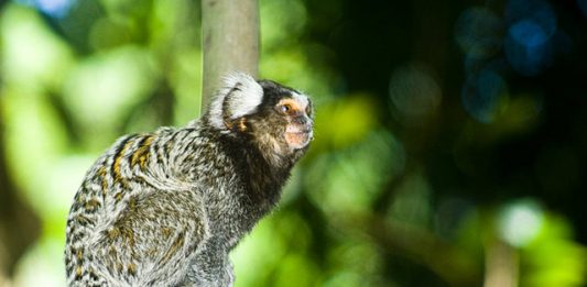 sagui