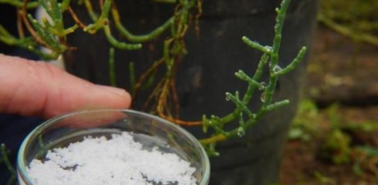 sal-planta-2