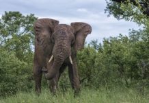 Brasil pode ganhar santuário para elefantes