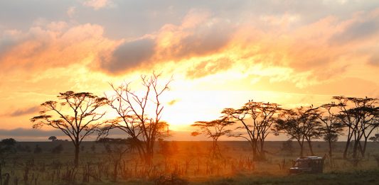 savana-2