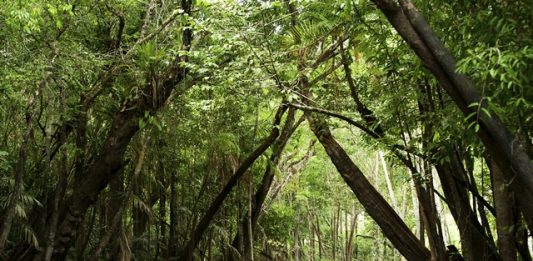 selo-origens-brasil-2