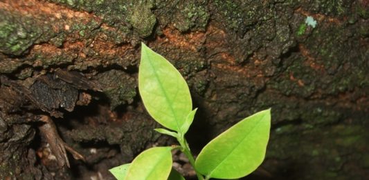 servicos-ecossistemicos-2