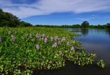 O que são áreas úmidas e qual a sua importancia?