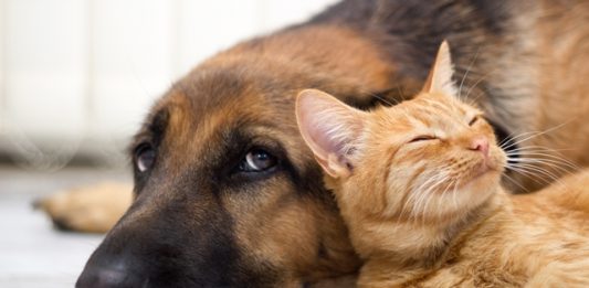 taiwan-proibe-consumo-de-carne-de-caes-e-gatos-2