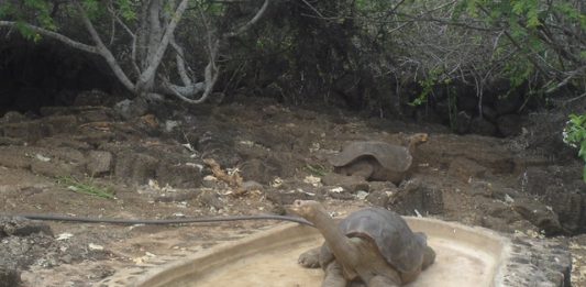 tartaruga-de-galapagos1-2