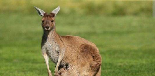 thumb-32896111148-canguru-resized-2