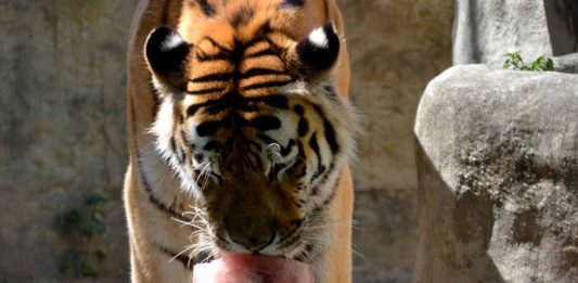 tigre_cortado1-2