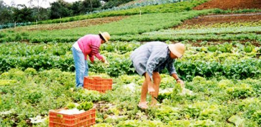 trabalhador-rural-1