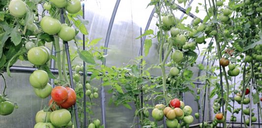 trofobiose-e-agrotoxicos-2