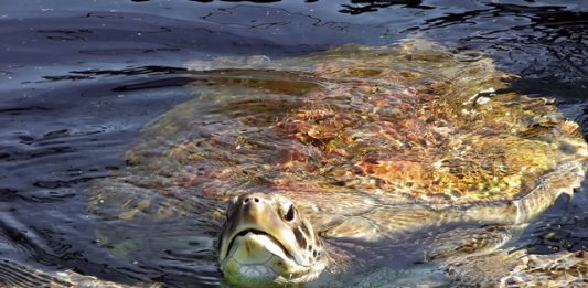 trump-tira-protecao-de-especies-ameacadas-2