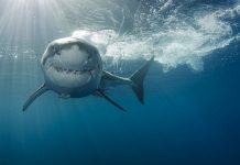 Tubarões brancos da África do Sul sofrem risco de extinção