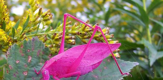 unusual-colored-animals-1__700-2