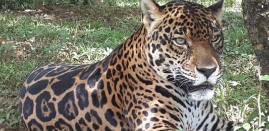 zoo-costarica-2