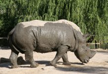 Buenos Aires vai fechar seu zoológico após 140 anos