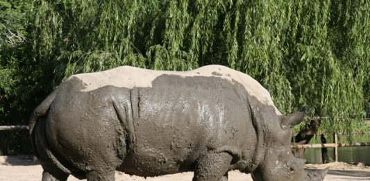 zoologico-de-buenos-aires-encerra-suas-atividades-2