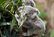foto de coala comendo folha