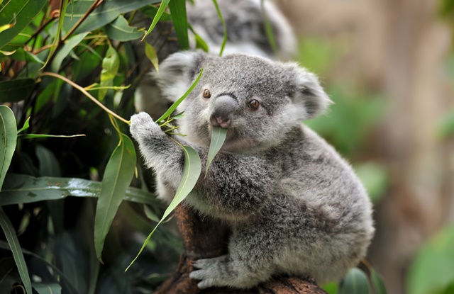 foto de coala comendo folha