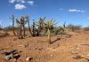 foto de desertificação no Nordeste